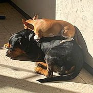 Bogota a rejoint le concours — aidez-le/la à gagner de superbes lots ! dog, small_dog, large_dog, resting, sunlight, tile_floor, wall, shadow, indoor, relaxing, brown_dog, black_dog, canine, pet, companion, animal, sleeping, cute, domestic_animal, floor