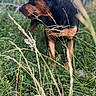 dog, outdoor, grass, nature, animal, pet, canine, field, fence, greenery, curious, brown, black, standing, side_view, daylight, wild, flora, muzzle, ears