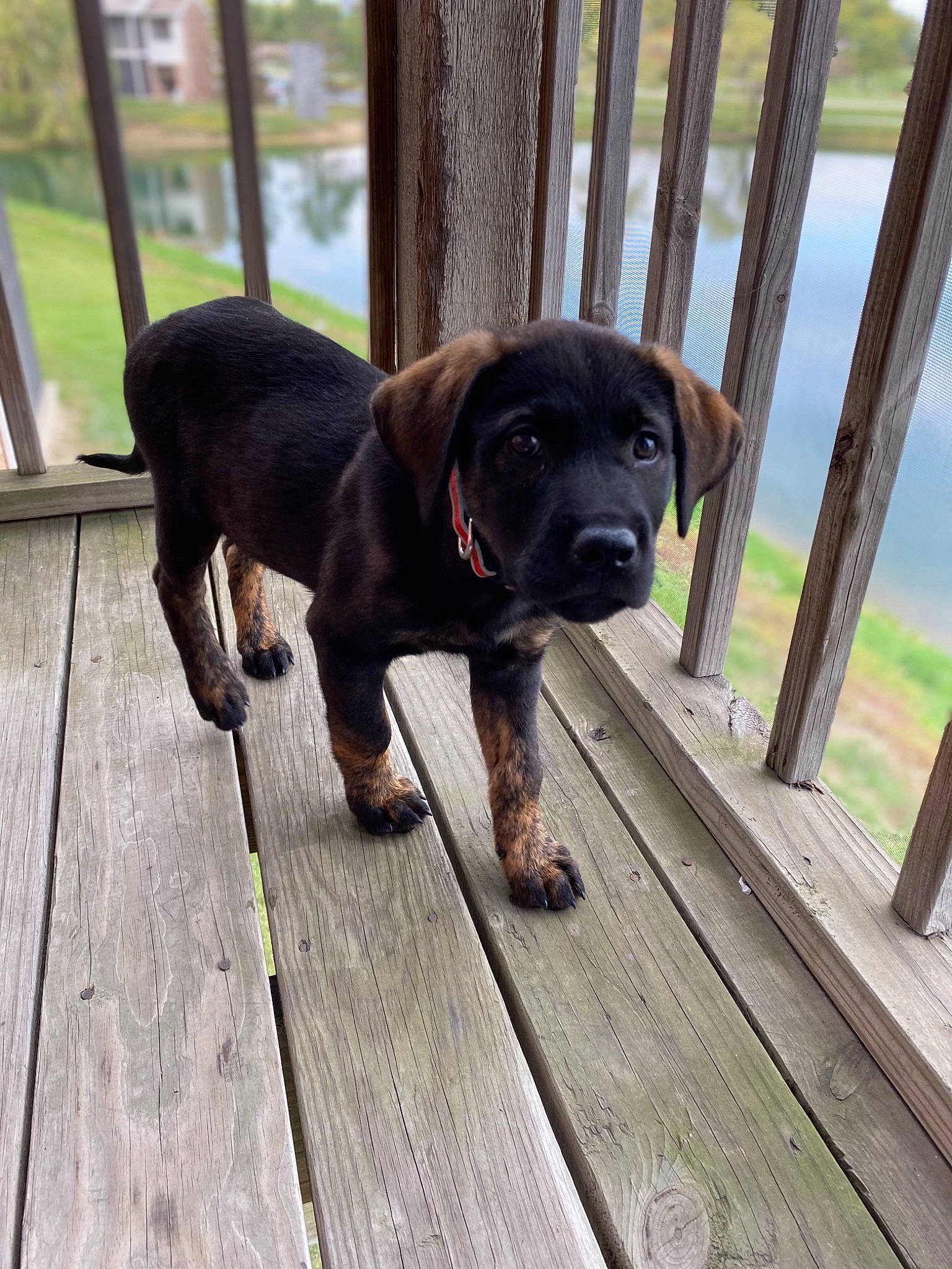 Rio is registered to the contest to win money with this photo: canidae, carnivore, companion_dog, coonhound, dog, dog_breed, fawn, guard_dog, hunting_dog, labrador_retriever, mammal, puppy, rare_breed_dog, sporting_group, wood