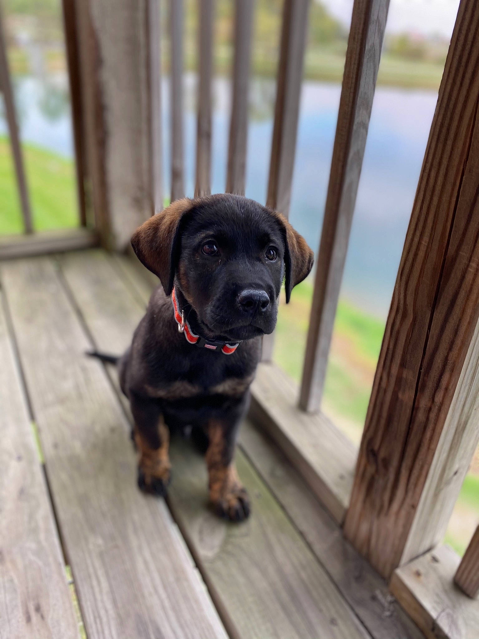 Rio joined the competition — help win amazing prizes! canidae, carnivore, companion_dog, dog, dog_breed, fawn, guard_dog, hunting_dog, labrador_retriever, mammal, patterdale_terrier, plant, puppy, rare_breed_dog, snout, sporting_group