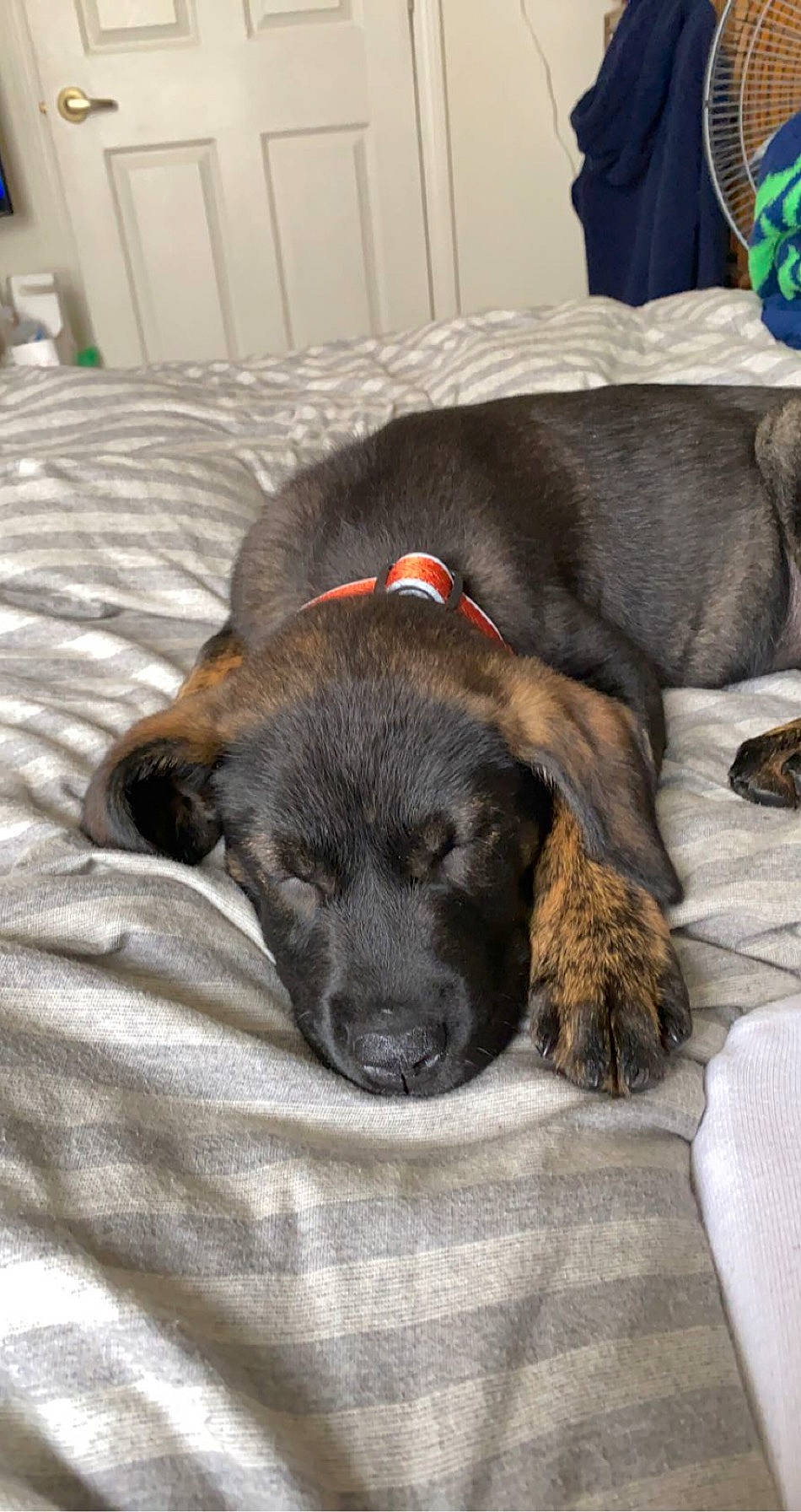 Rio is registered to the contest to win money with this photo: canidae, carnivore, dog, dog_breed, fawn, fila_brasileiro, plott_hound, puppy, snout, sporting_group