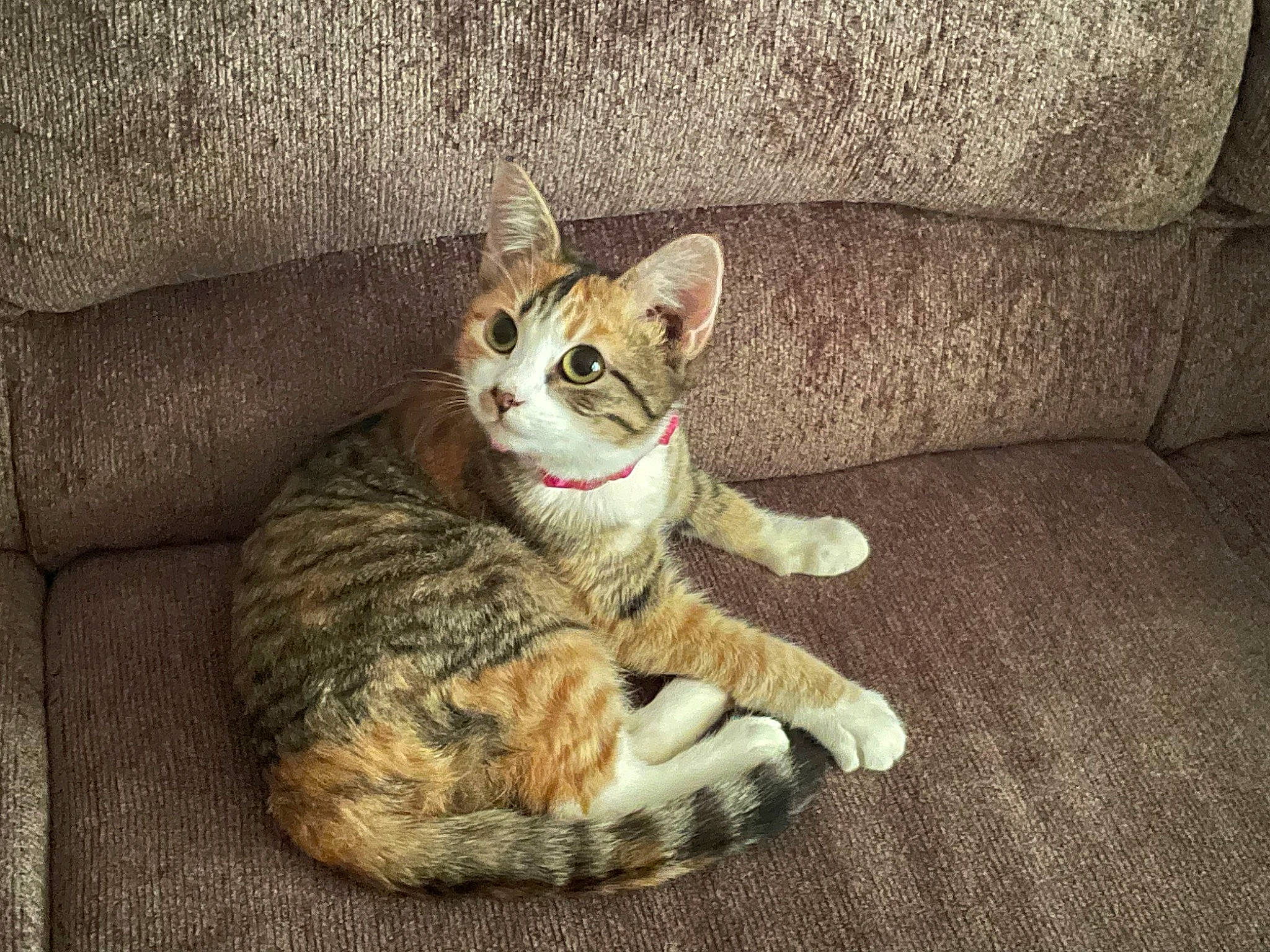 Banshee joined the competition — help win amazing prizes! carnivore, cat, claw, comfort, couch, domestic_short_haired_cat, door, fawn, felidae, fur, paw, sitting, small_to_medium_sized_cats, tail, terrestrial_animal, whiskers, wood