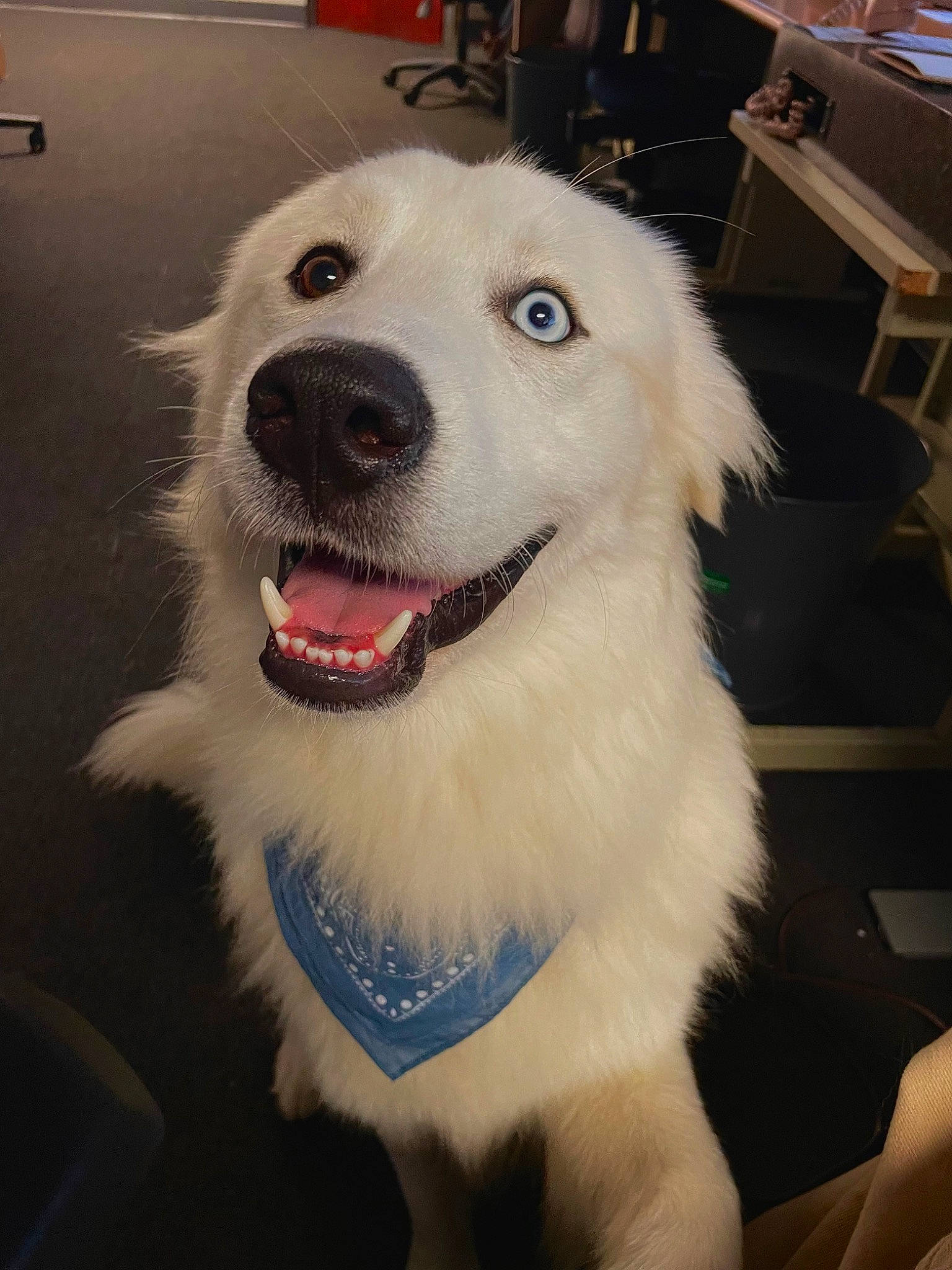 Appa is registered to the contest to win money with this photo: canidae, carnivore, chair, collar, companion_dog, dog, dog_breed, dog_collar, fang, fur, happy, jaw, shout, smile, snout, sporting_group, tongue, tooth, whiskers, working_dog