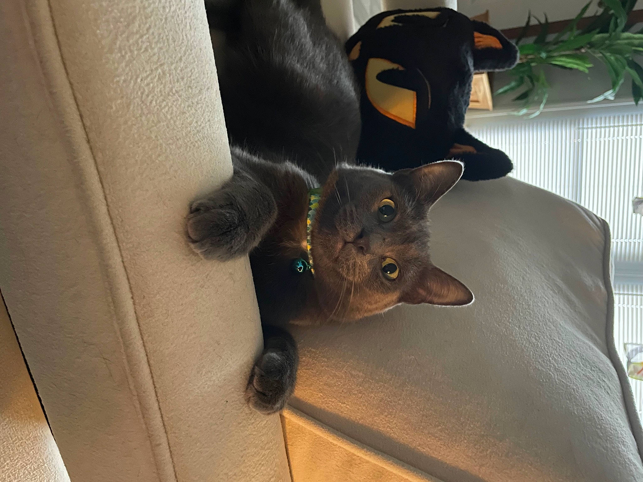 Ghost joined the competition — help win amazing prizes! black_cat, canidae, carnivore, cat, cat_bed, cat_supply, chair, comfort, dog_breed, domestic_short_haired_cat, fawn, felidae, fur, grey, houseplant, plant, small_to_medium_sized_cats, snout, tail, whiskers