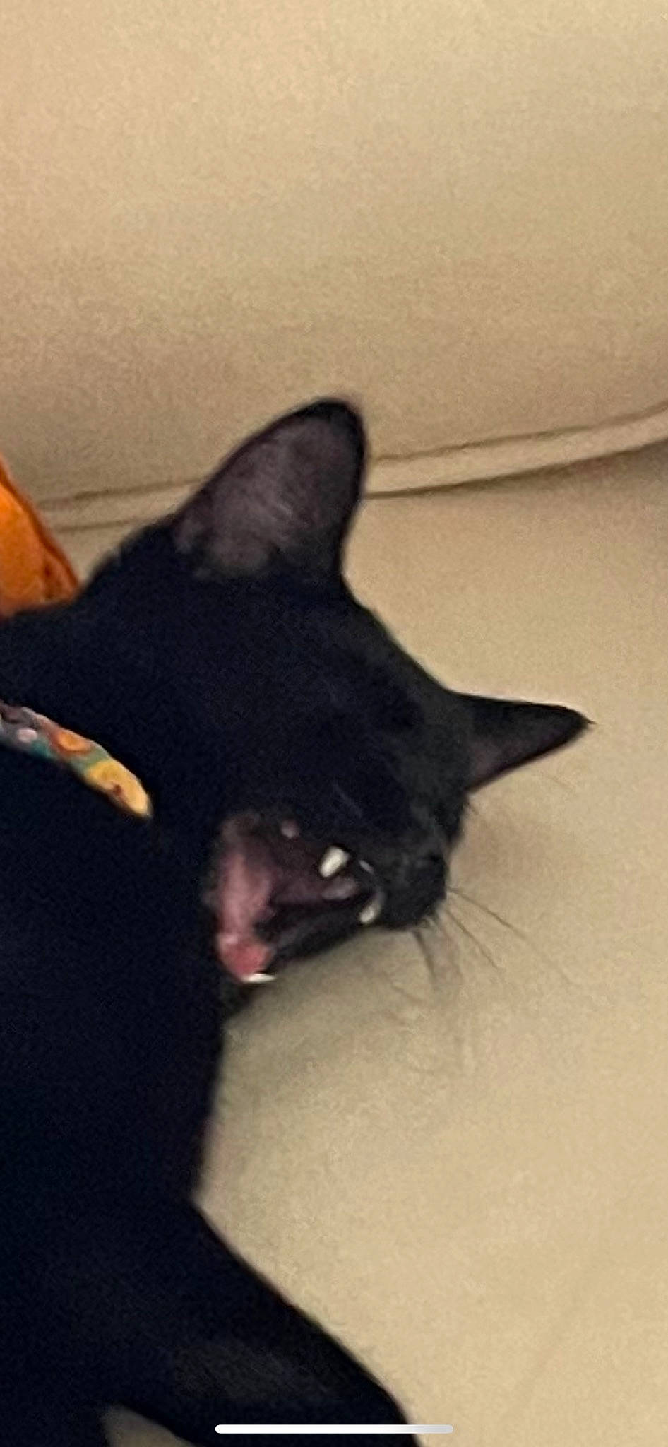 Shaggy joined the competition — help win amazing prizes! black_cat, bombay, carnivore, cat, dog_breed, domestic_short_haired_cat, felidae, fur, small_to_medium_sized_cats, tail, tints_and_shades, whiskers