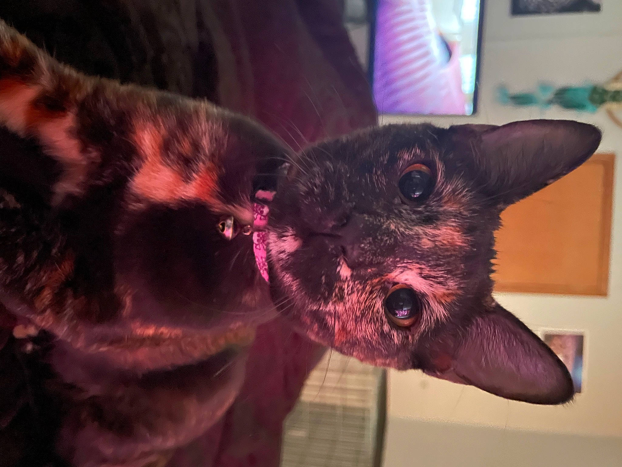 Phantom is registered to the contest to win money with this photo: bat, canidae, carnivore, cat, claw, dog_breed, domestic_short_haired_cat, eye, fawn, felidae, fur, holiday, magenta, paw, plant, small_to_medium_sized_cats, snout, tail, whiskers, wildlife