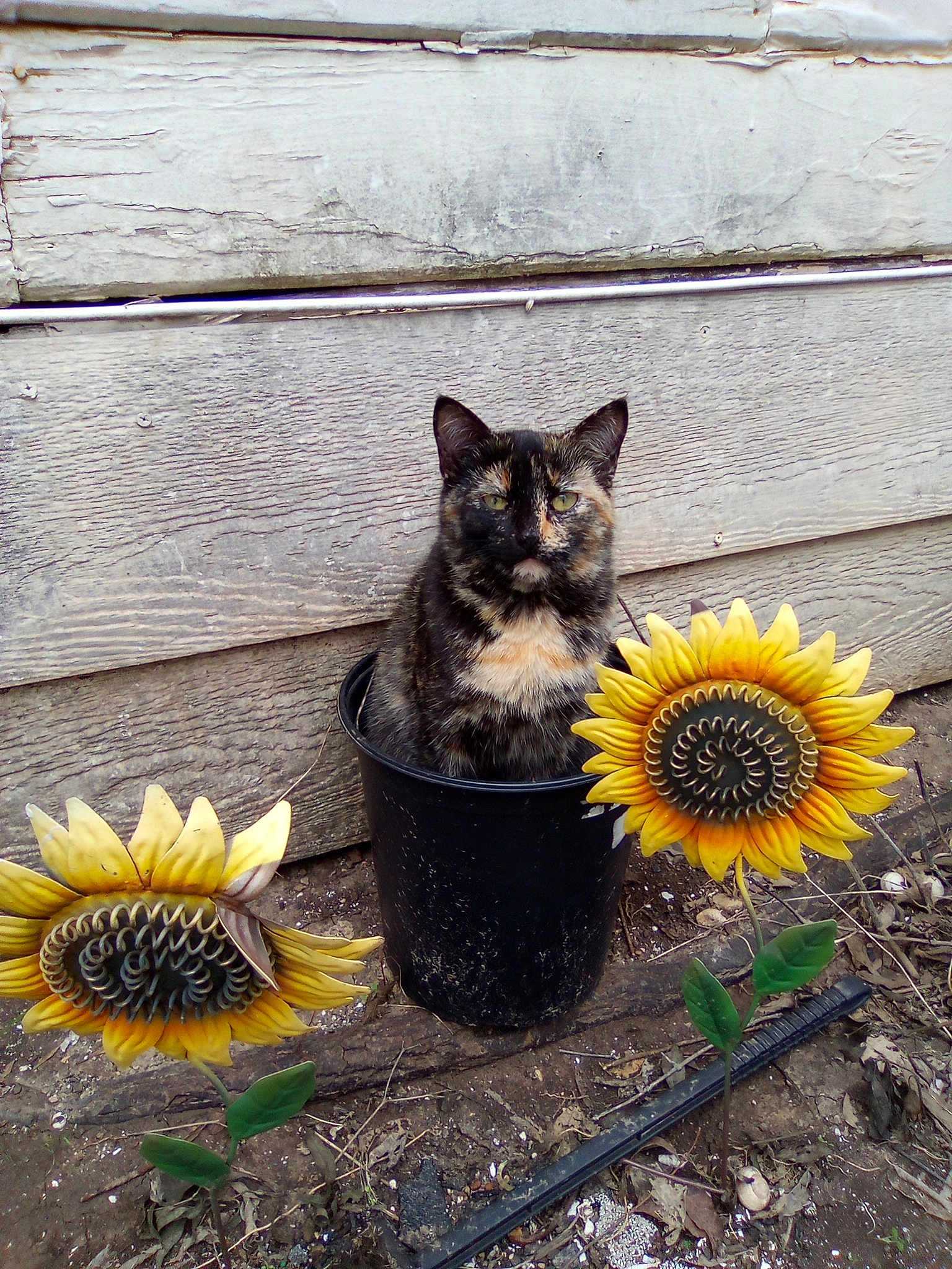 Meow