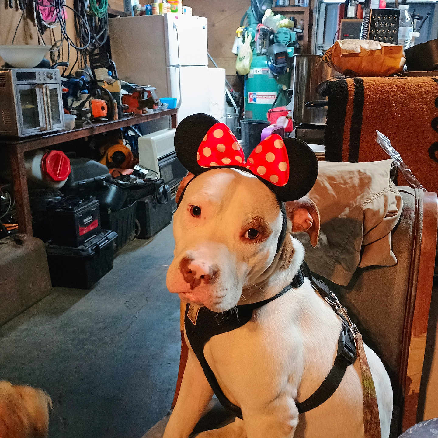Dot Dot joined the competition — help win amazing prizes! dog, pet, animal, mickey_mouse_ears, headband, sitting, indoor, garage, workshop, tools, refrigerator, chair, leash, harness, concrete_floor, storage, clutter, curious, brown_and_white, canine