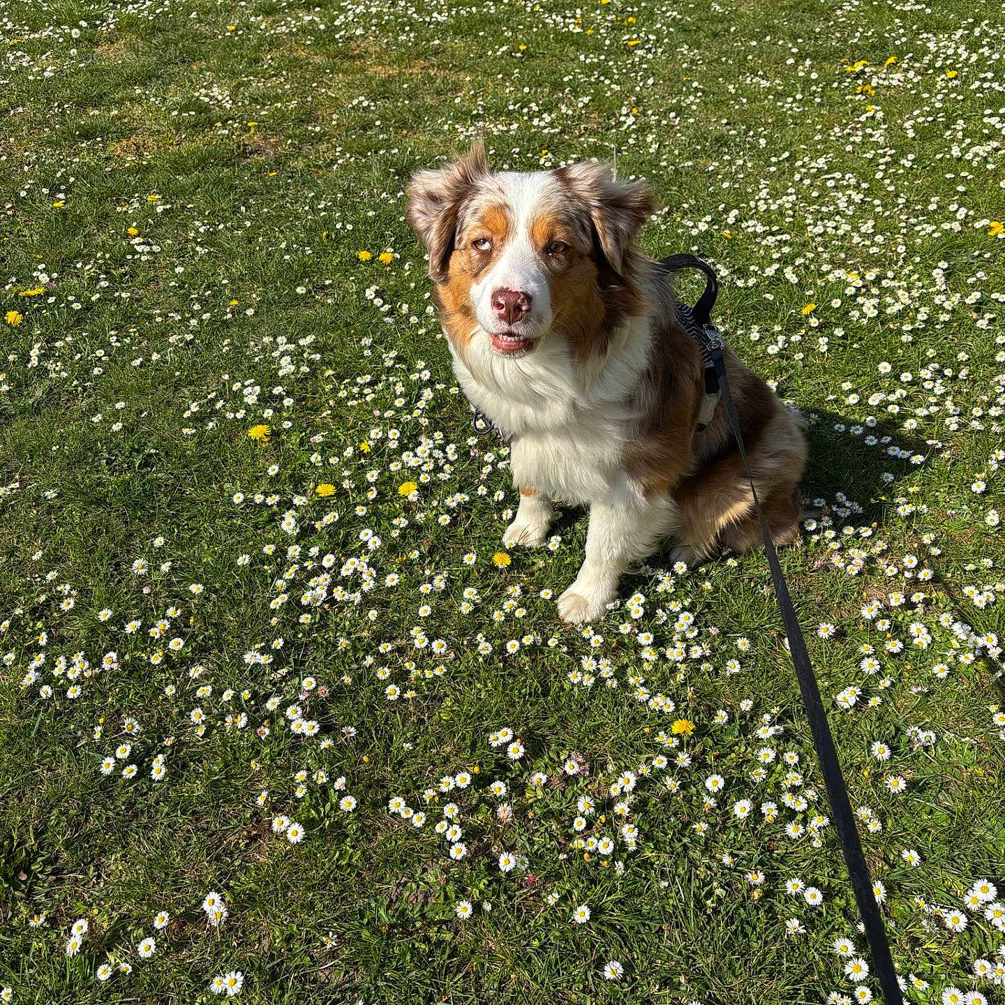 Stella participe au concours pour gagner de l'argent avec cette photo : accessories, animal, canine, collie, dog, field, flower, grass, grassland, hound, lawn, leash, nature, outdoors, park, pet, plant, puppy, strap, vegetation