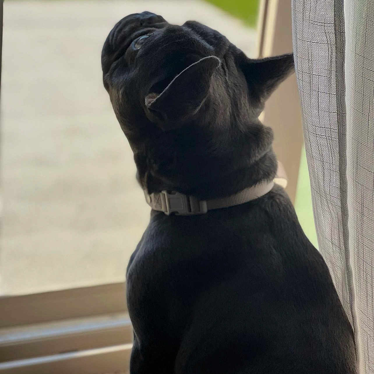 Remi joined the competition — help win amazing prizes! animal, black_dog, blurred_background, canine, carpet, collar, companion, curious, curtain, dog, domestic, furry, indoor, looking_out, natural_light, pet, quiet, side_view, sitting, window