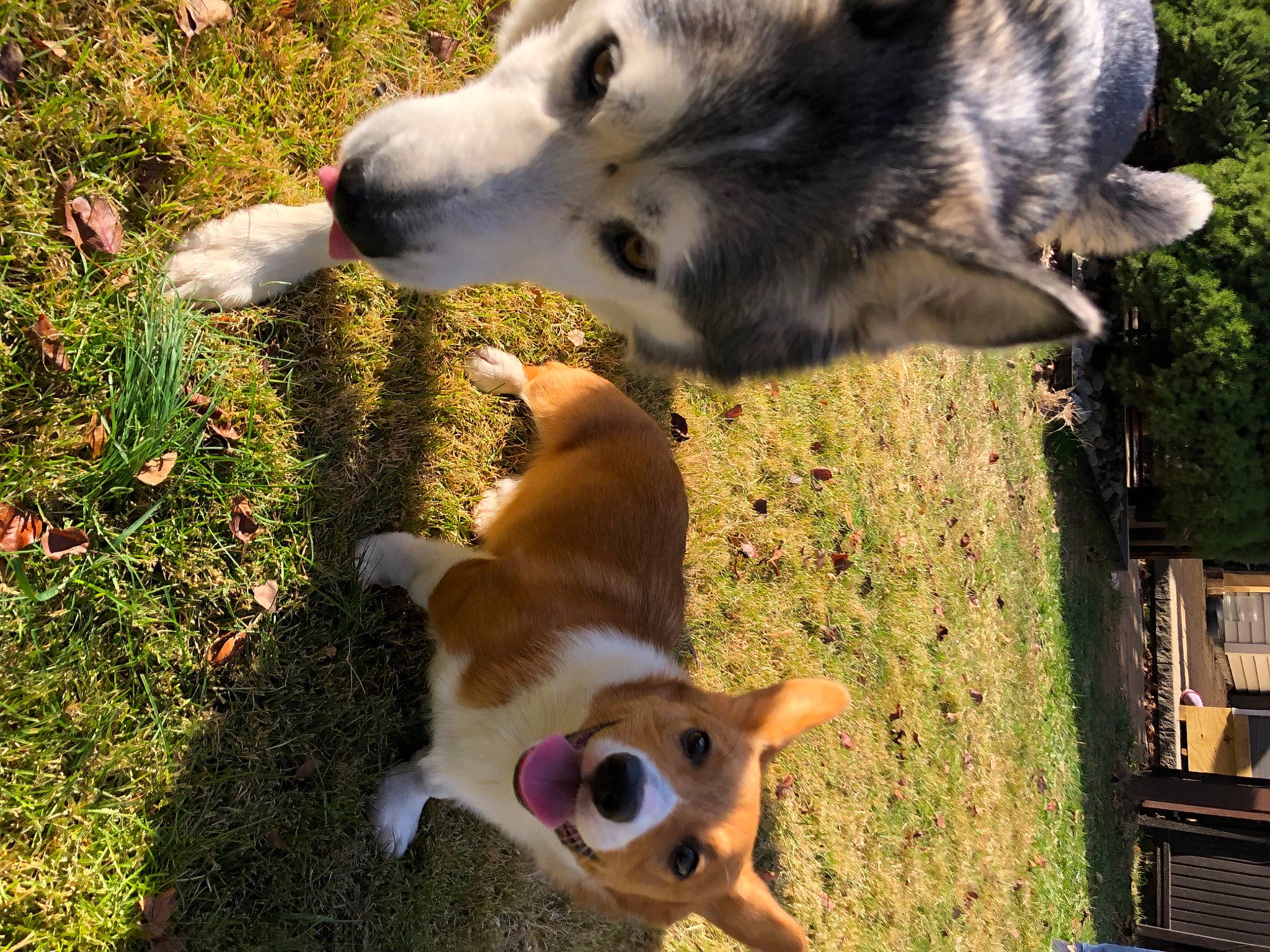 Teemo joined the competition — help win amazing prizes! ancient_dog_breeds, canidae, canis, carnivore, chihuahua, companion_dog, dog, dog_breed, dog_supply, northern_inuit_dog, pet_supply, sled_dog, snout, sporting_group, tail, vertebrate, wolf, wolfdog, working_animal, working_dog