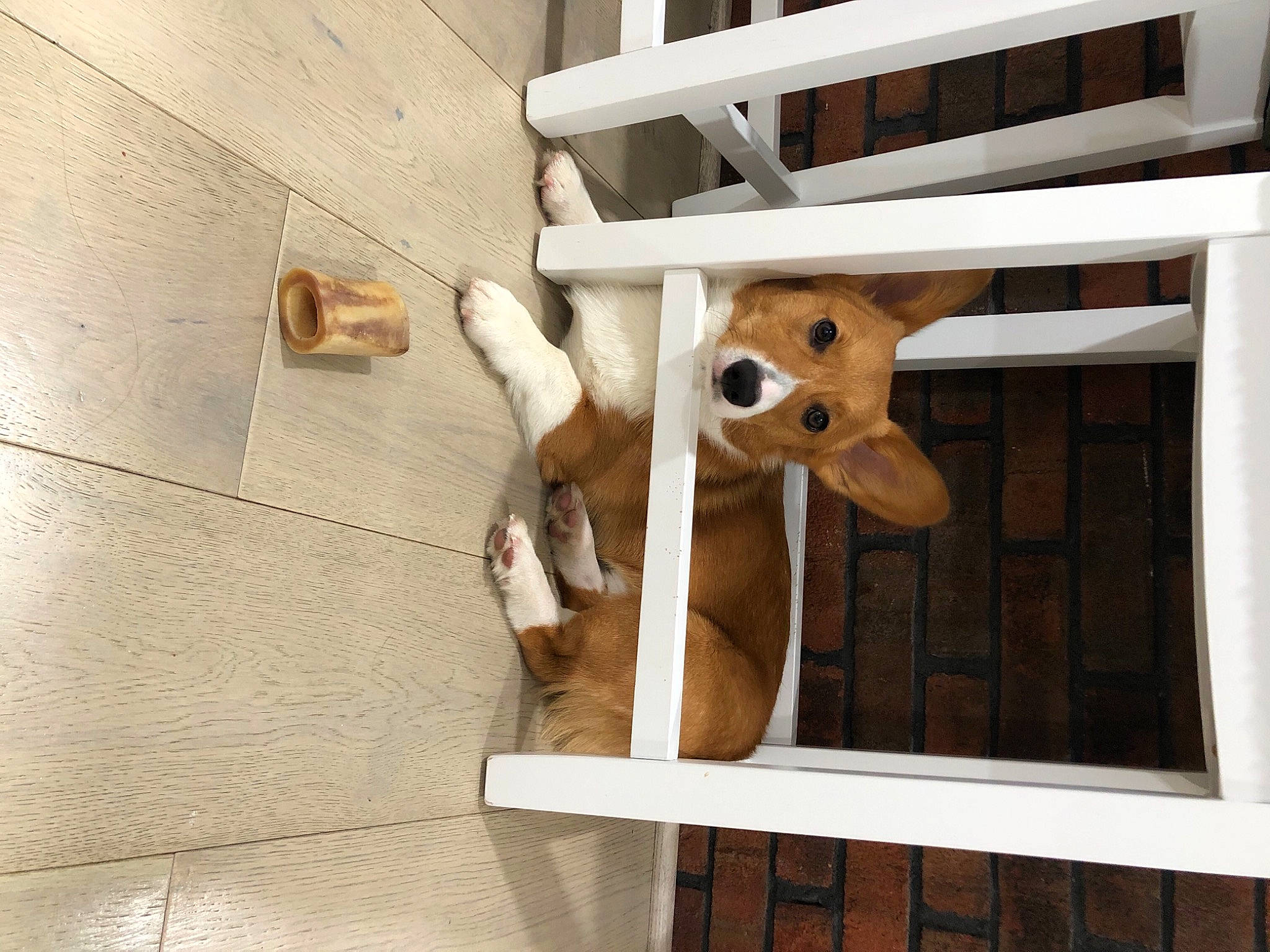 Teemo is registered to the contest to win money with this photo: carnivore, companion_dog, dog, dog_breed, dog_supply, fawn, lumber, pet_supply, plywood, snout, tan, terrestrial_animal, wood