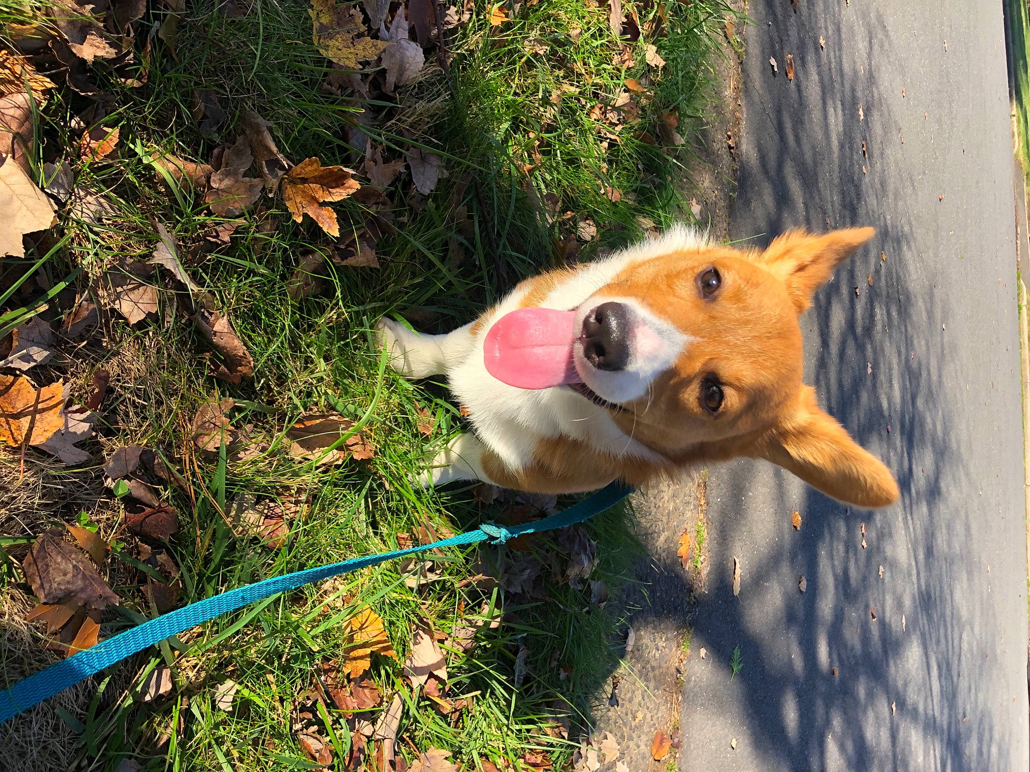 Teemo joined the competition — help win amazing prizes! canidae, cardigan_welsh_corgi, carnivore, collar, companion_dog, dog, dog_breed, dog_collar, dog_supply, fur, hunting_dog, leash, mammal, pembroke_welsh_corgi, pet_supply, snout, sporting_group, welsh_corgi, whiskers, working_animal