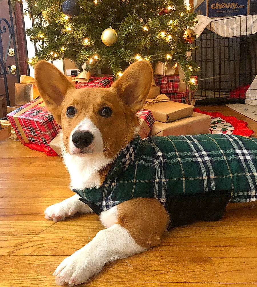 Teemo is registered to the contest to win money with this photo: carnivore, christmas_decoration, christmas_eve, christmas_ornament, christmas_tree, dog, dog_breed, dog_supply, floor, flooring, hardwood, interior_design, pembroke_welsh_corgi, plaid, sporting_group, tartan, vertebrate, welsh_corgi, wood_flooring