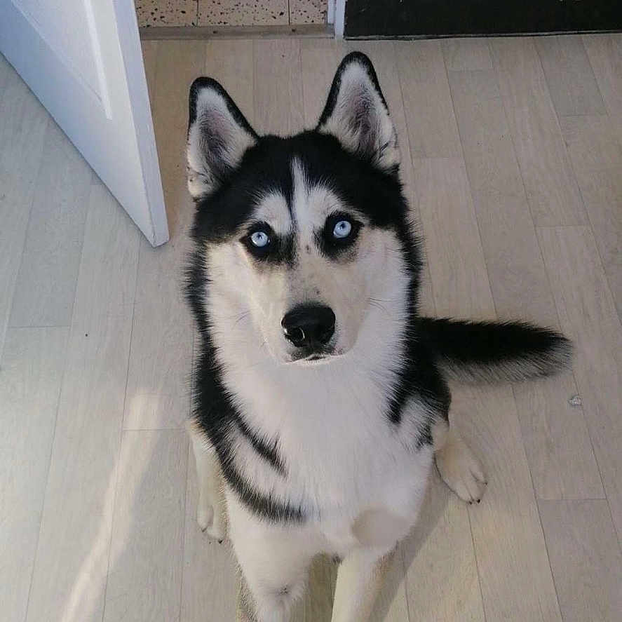 Saiko participe au concours pour gagner de l'argent avec cette photo : animal, canine, dog, door, eskimodog, husky, indoors, interiordesign, pet, puppy, wood