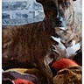 dog, brindle, pet, animal, ears, blanket, indoor, cozy, resting, canine, fur, muzzle, snout, looking, laying, comfort, stone_wall, home, portrait, companion