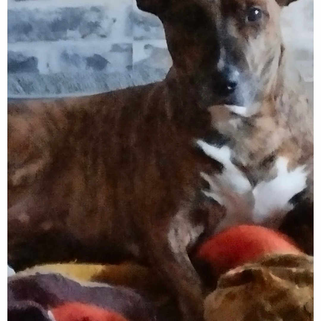 Anastasia a rejoint le concours — aidez-le/la à gagner de superbes lots ! dog, brindle, pet, animal, ears, blanket, indoor, cozy, resting, canine, fur, muzzle, snout, looking, laying, comfort, stone_wall, home, portrait, companion