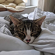 Helios a rejoint le concours — aidez-le/la à gagner de superbes lots ! cat, tabby_cat, sleeping, white_blanket, bed, indoor, window, cat_bed, soft, cozy, furniture, resting, ears, pet, animal, domestic, close_up, comfort, relaxation, fur