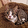 cat, tabby, pet, animal, feline, cozy, cushion, indoor, fur, whiskers, ears, pink_nose, curious, resting, closeup, domestic, bedroom, soft, comfort, cute
