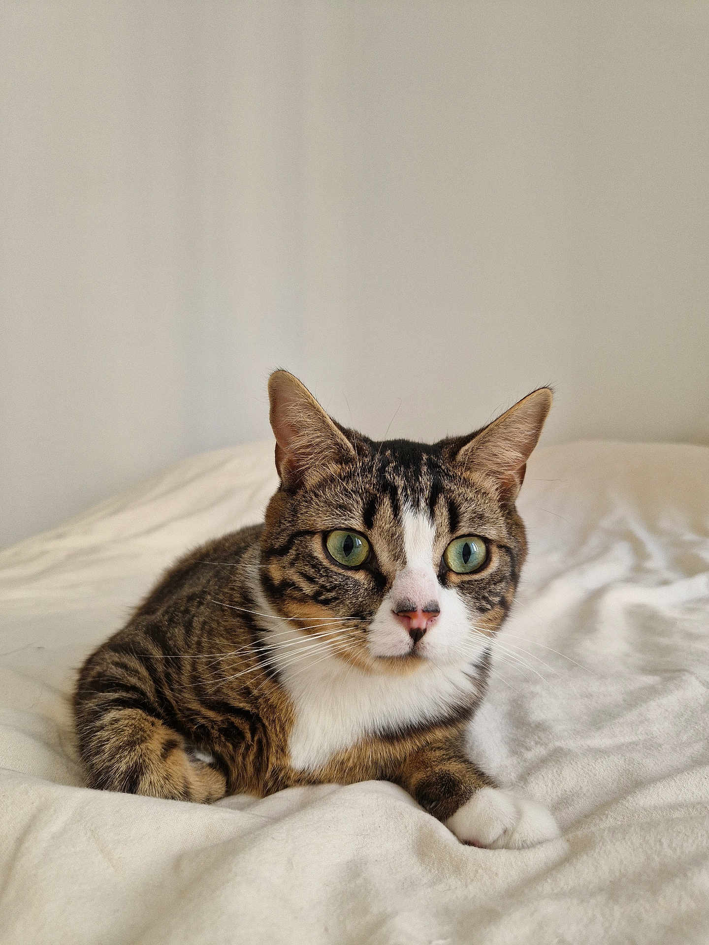 Helios a rejoint le concours — aidez-le/la à gagner de superbes lots ! cat, tabby, green_eyes, pet, animal, fur, whiskers, bed, blanket, indoor, resting, cute, mammal, domestic, sleepy, feline, close_up, relaxed, soft, cozy