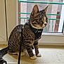 Helios participe au concours pour gagner de l'argent avec cette photo : cat, tabby, leash, harness, windowsill, indoor, pet, feline, curious, green_eyes, striped, whiskers, ears, tail, paws, window, balcony, resting, alert, domestic_cat