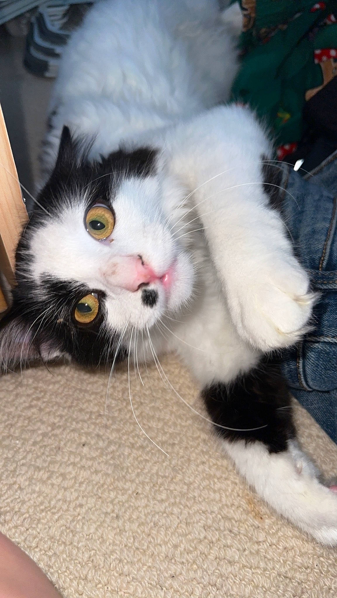 Sparky is registered to the contest to win money with this photo: carnivore, cat, cat_supply, claw, domestic_short_haired_cat, felidae, foot, fur, paw, small_to_medium_sized_cats, snout, tail, whiskers