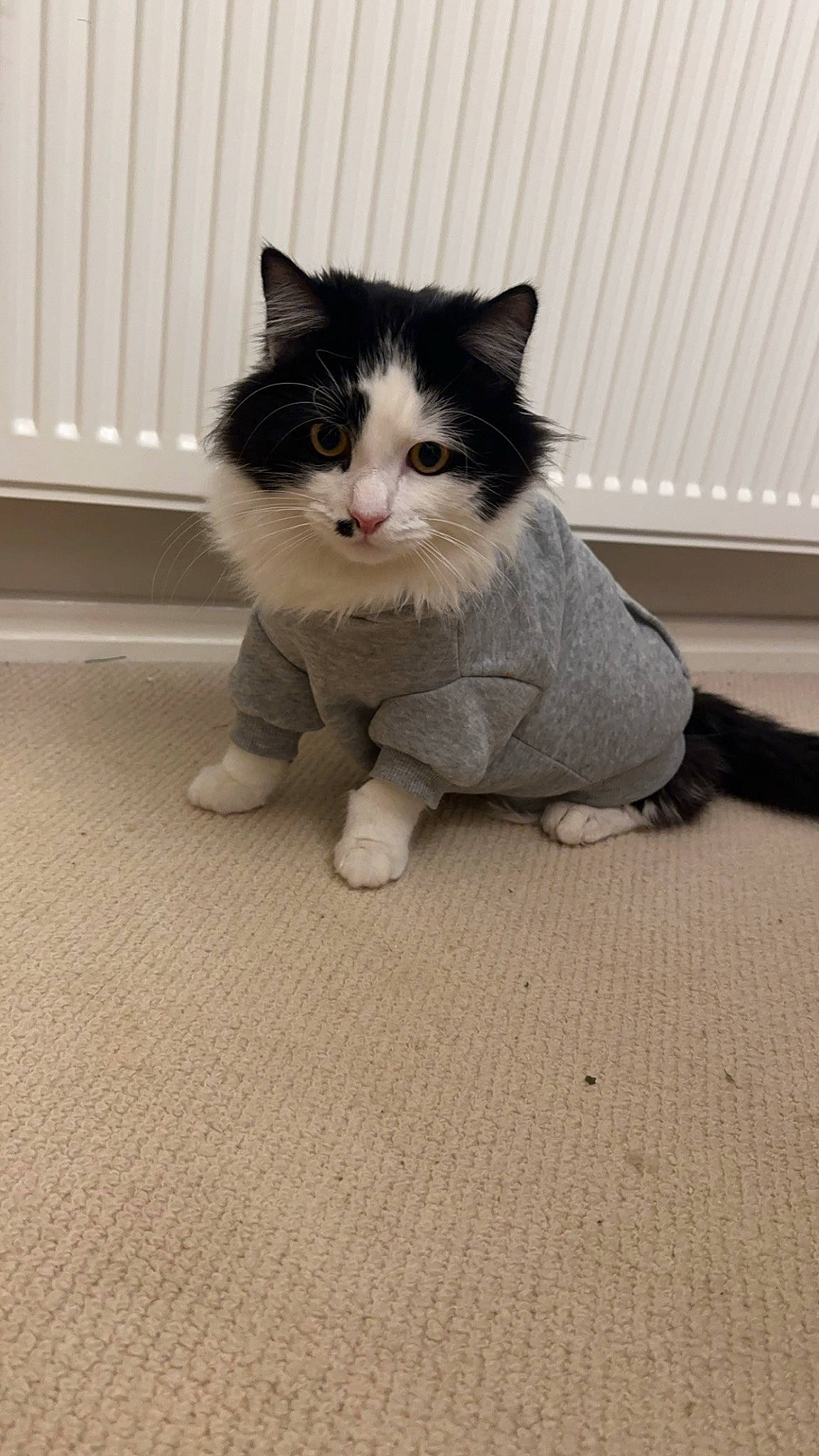 Sparky is registered to the contest to win money with this photo: box, carnivore, cat, domestic_short_haired_cat, fawn, felidae, flooring, foot, fur, grey, hardwood, human_leg, paw, sitting, small_to_medium_sized_cats, snout, tail, whiskers, window, wood