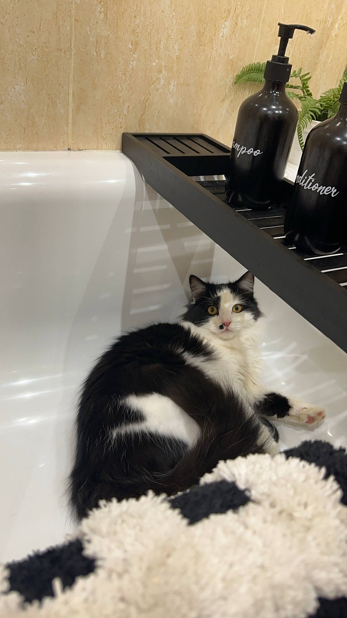 Sparky joined the competition — help win amazing prizes! bathtub, carnivore, cat, comfort, domestic_short_haired_cat, felidae, flooring, formal_wear, fur, hardwood, monochrome_photography, paw, plumbing, plumbing_fixture, room, sitting, small_to_medium_sized_cats, tail, whiskers, wine_bottle