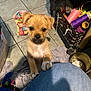 puppy, dog, small_dog, curious, indoor, tiled_floor, fabric, colorful, spools_of_thread, crate, jeans, paws, knees, person, pet, brown_fur, black_muzzle, cute, looking_up, craft_room