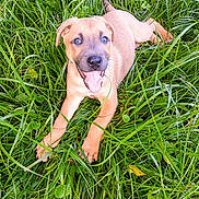 Macey joined the competition — help win amazing prizes! animal, canine, cute, dog, ears, eyes, fur, grass, greenery, happy, lying_down, nature, outdoor, paws, pet, playful, puppy, snout, tongue_out, young_dog