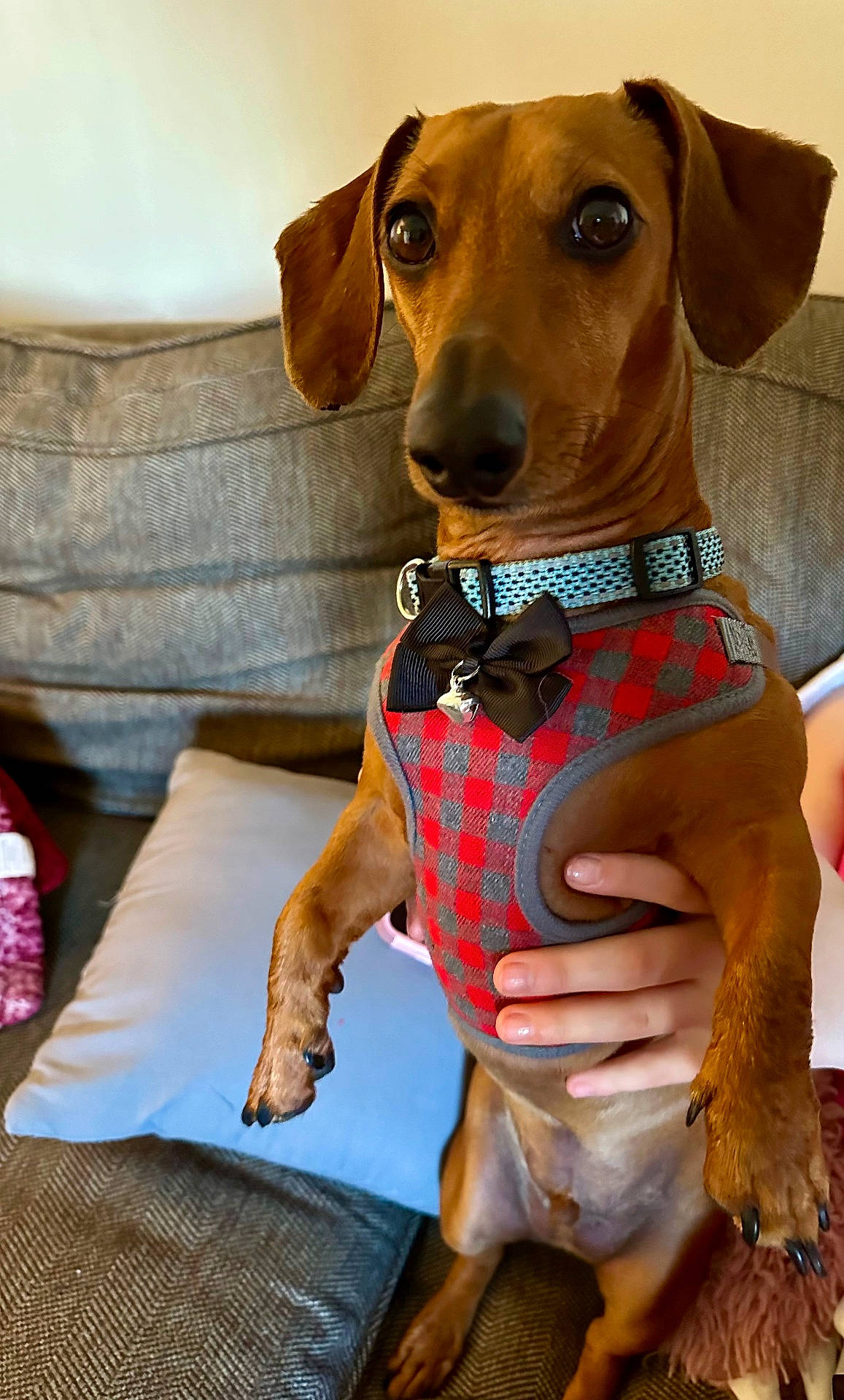 Barkly joined the competition — help win amazing prizes! animal, architecture, beagle, building, canine, couch, cushion, dog, furniture, homedecor, hound, indoors, interiordesign, labradorretriever, livingroom, pet, pillow, puppy, room, snout