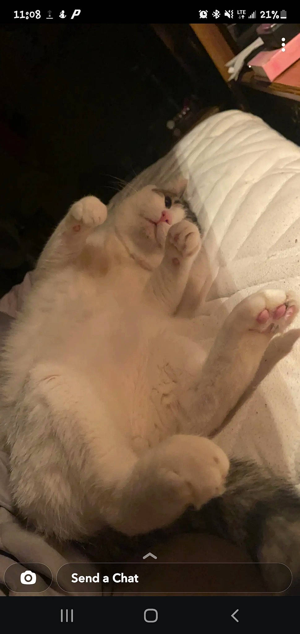 Chip joined the competition — help win amazing prizes! canidae, carnivore, cat, comfort, companion_dog, dog_breed, fawn, felidae, foot, fur, gesture, human_leg, nail, nap, paw, small_to_medium_sized_cats, snout, sporting_group, tail, whiskers