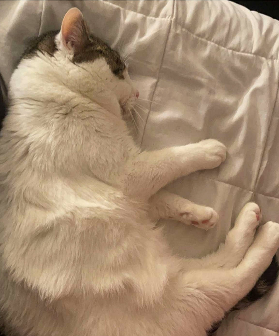 Chip joined the competition — help win amazing prizes! canidae, carnivore, cat, claw, comfort, companion_dog, dog_breed, duvet, fawn, felidae, fur, gesture, human_leg, linens, paw, sleeve, small_to_medium_sized_cats, sporting_group, whiskers, wrist