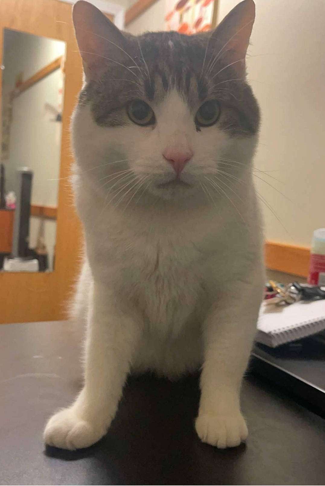 Chip joined the competition — help win amazing prizes! carnivore, cat, claw, domestic_short_haired_cat, eye, fawn, felidae, fur, head, iris, paw, pet_supply, small_to_medium_sized_cats, snout, tail, terrestrial_animal, whiskers