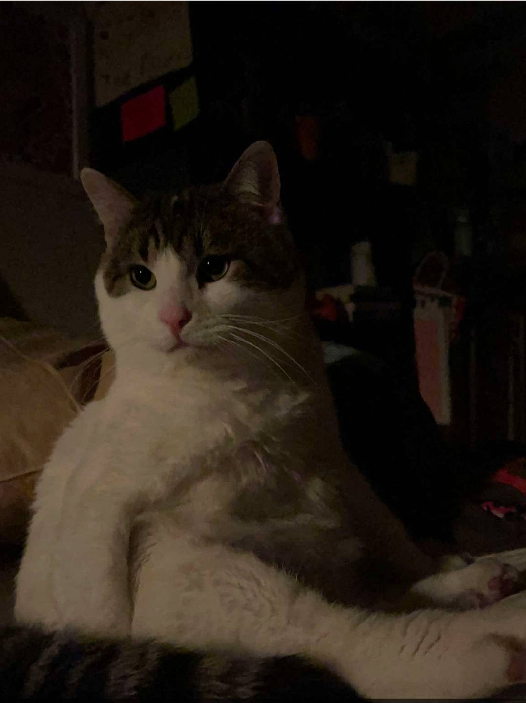 Chip is registered to the contest to win money with this photo: carnivore, cat, comfort, domestic_short_haired_cat, felidae, fur, paw, sitting, small_to_medium_sized_cats, snout, tail, terrestrial_animal, whiskers, window