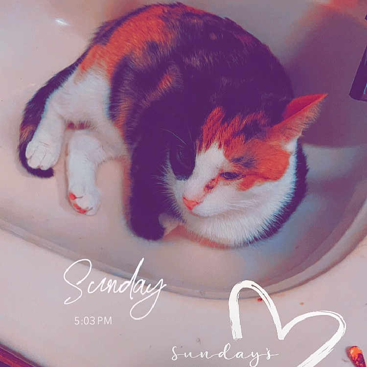 Itsy Bit is registered to the contest to win money with this photo: animal, bathing, bathtub, cat, cup, envelope, face, greetingcard, head, indoors, kitten, mail, manx, person, pet, photography, sink, sinkfaucet, tap, tub