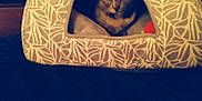 Smauze joined the competition — help win amazing prizes! cat, pet_tent, indoor, cozy, patterned, animal, feline, soft_fabric, curious, triangular_shape, dark_background, bedroom, resting, cute, quiet, comfort, home, furniture, animal_house, domestic