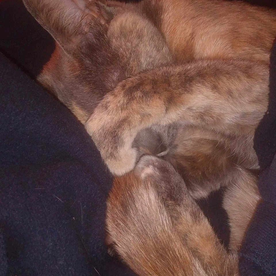 Smauze joined the competition — help win amazing prizes! animal, cat, close_up, covered_face, cozy, curled_up, cute, dark_background, feline, fur, indoor, paws, pet, relaxing, resting, sleeping, snuggled, soft, tail, warm