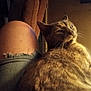 Smauze is registered to the contest to win money with this photo: cat, indoor, person, knee, denim_shorts, frayed_clothing, wall, lighting, shadow, relaxed, feline, pet, fur, texture, cozy, home, resting, closeup, casual, warm_light