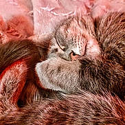 Toaster joined the competition — help win amazing prizes! animal, blanket, cat, closeup, comfort, cozy, cute, domestic, feline, fur, home, pet, relaxed, resting, sleeping, soft, tabby, texture, warm, whiskers
