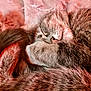 animal, blanket, cat, closeup, comfort, cozy, cute, domestic, feline, fur, home, pet, relaxed, resting, sleeping, soft, tabby, texture, warm, whiskers