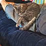 Toaster joined the competition — help win amazing prizes! blanket, casual, cat, comfort, couch, cozy, denim, furniture, gray_cat, home, indoor, legs, nap, pet, plush_couch, relaxing, resting, sleeping, striped, striped_blanket