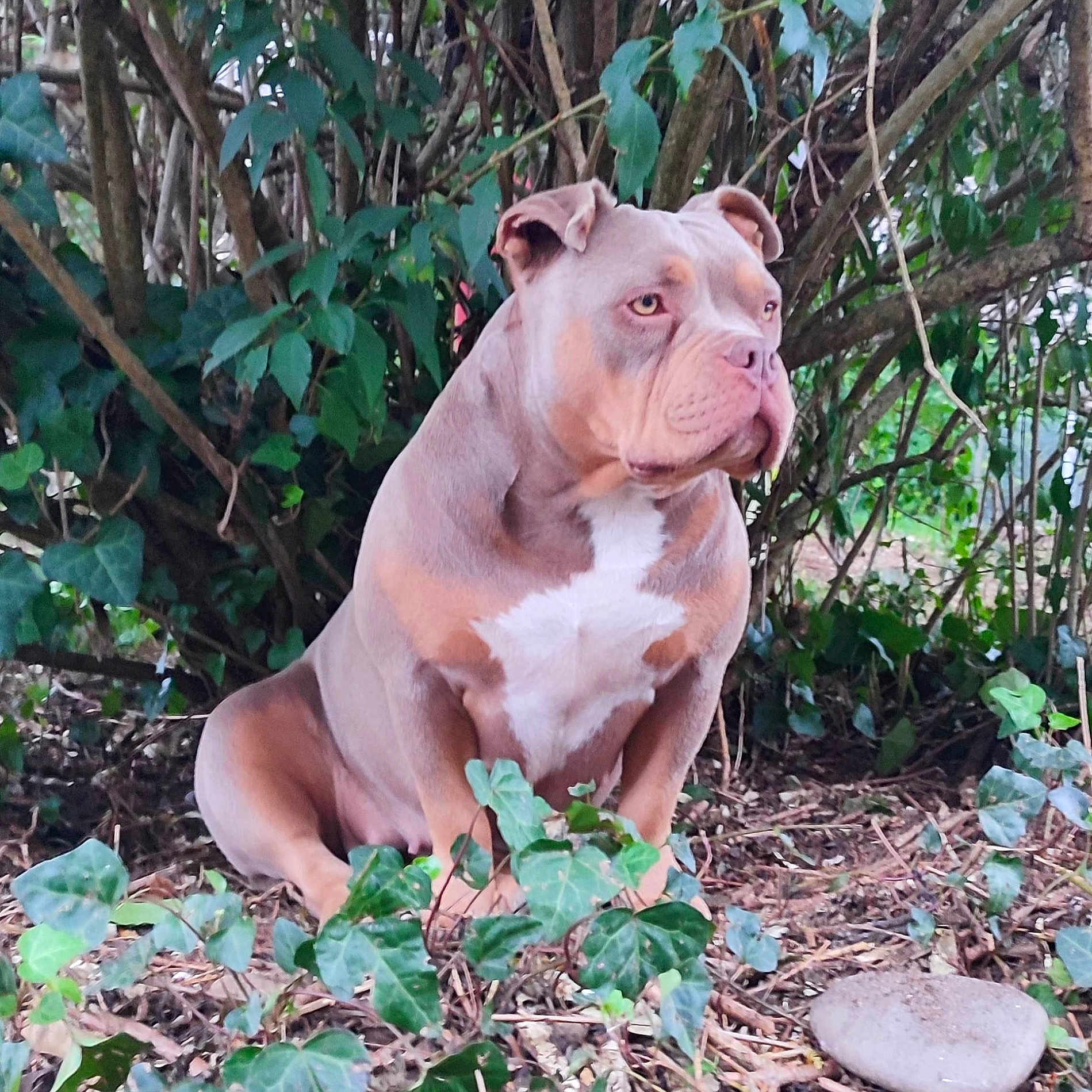 Isis participe au concours pour gagner de l'argent avec cette photo : animal, boxer, bulldog, canine, dog, herbal, herbs, ivy, land, leaf, nature, outdoors, pet, pitbull, plant, puppy, rainforest, snout, tree, vegetation