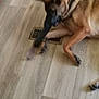 Kash is registered to the contest to win money with this photo: animal, blur, brown_dog, canine, collar, dog, domestic, fabric, floor, floral_pattern, furniture_edge, household, indoor, lying_down, motion_blur, paw, pet, playing, vent, wood_floor