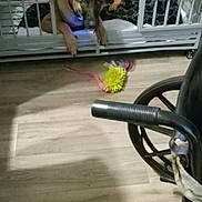 Kash joined the competition — help win amazing prizes! animal, blue_collar, cage, collar, crate, curious, dog, domestic, floor, furniture, german_shepherd, indoor, looking, lying_down, metal, pet, resting, toy, wheelchair, wooden_floor