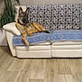 Kash is registered to the contest to win money with this photo: animal, black_dog, blanket, brown_dog, canine, couch, cozy, decor, dog, domestic, flooring, furniture, home, indoor, living_room, pet, plant, relaxing, resting, seat