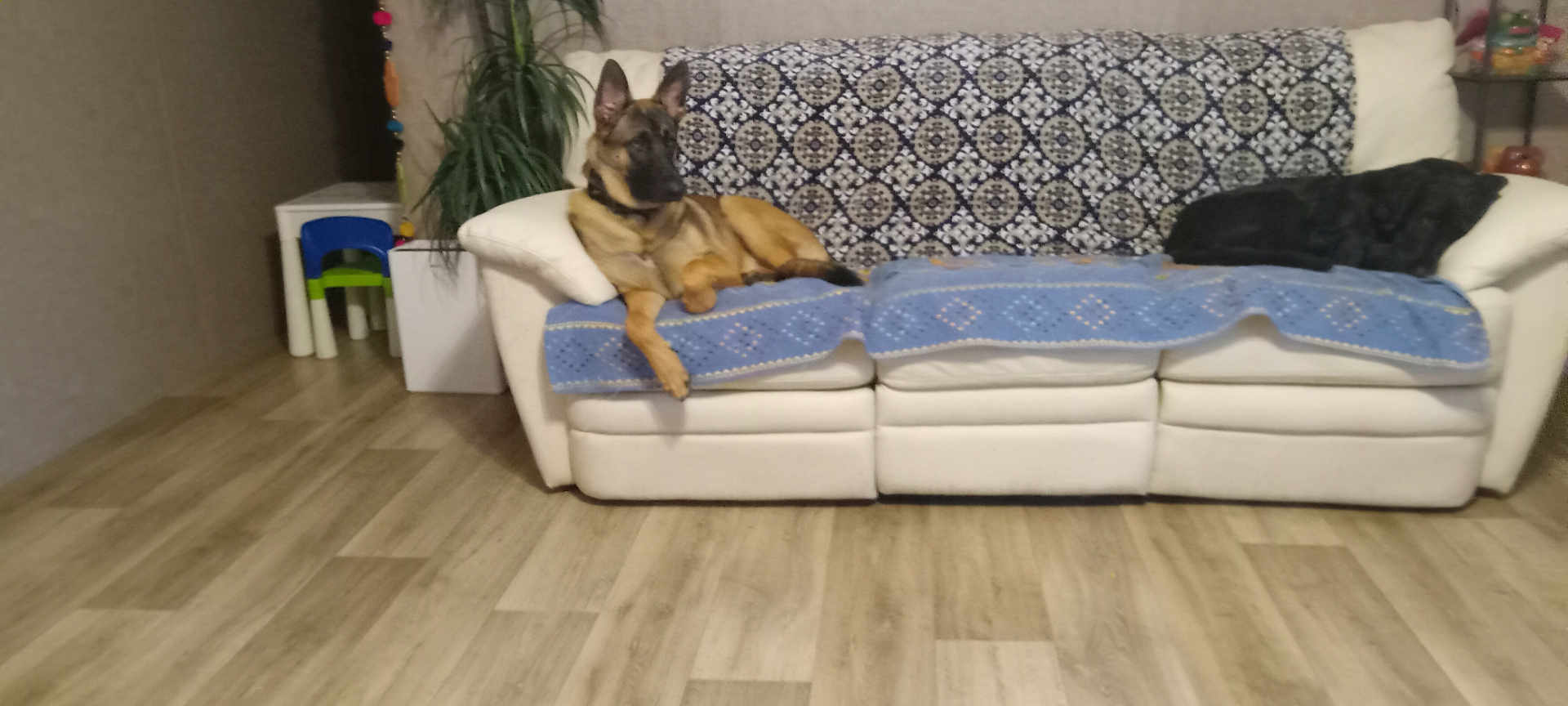 Kash