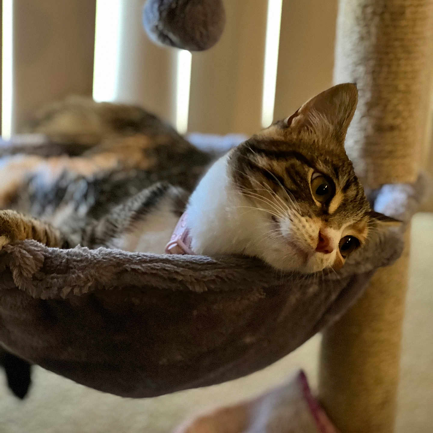 Ellie is registered to the contest to win money with this photo: abyssinian, animal, armchair, basket, bed, bird, cat, chair, couch, furniture, hardwood, head, homedecor, kitten, manx, person, pet, shelf, sphere, wood