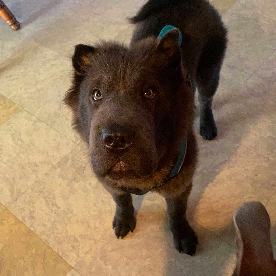 Sir Boba is registered to the contest to win money with this photo: animal, ball, bulldog, canine, dog, door, hardwood, hound, husky, indoors, interiordesign, labradorretriever, pet, pig, puppy, snout, sport, tennis, tennisball, wood