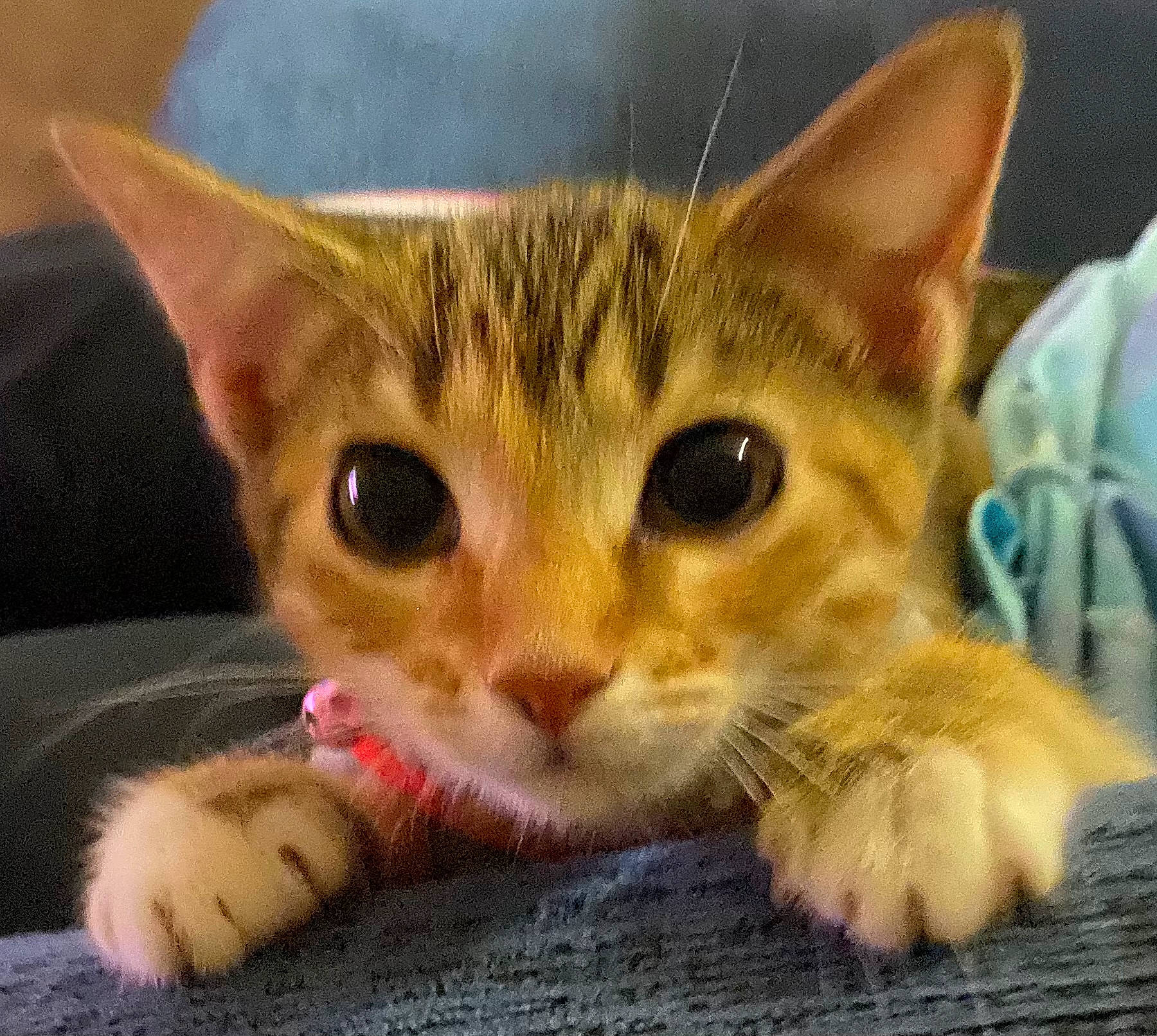 Sun is registered to the contest to win money with this photo: carnivore, cat, cat_supply, claw, domestic_short_haired_cat, eye, fawn, felidae, fur, iris, paw, small_to_medium_sized_cats, snout, whiskers